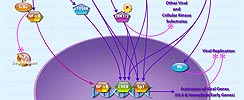 CMV and MAPK Pathways